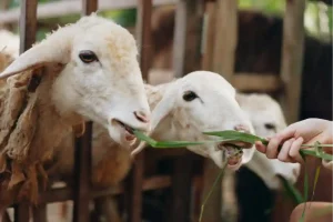 Memahami Ibadah Qurban: Sejarah, Tujuan, dan Syaratnya